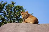 TANZANIA - Serengeti National Park - Leonessa su Kopjies - 04